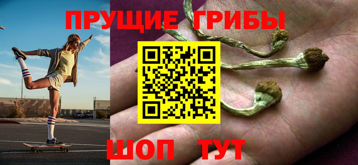 Псилоцибиновые грибы Psilocybe Киселёвск